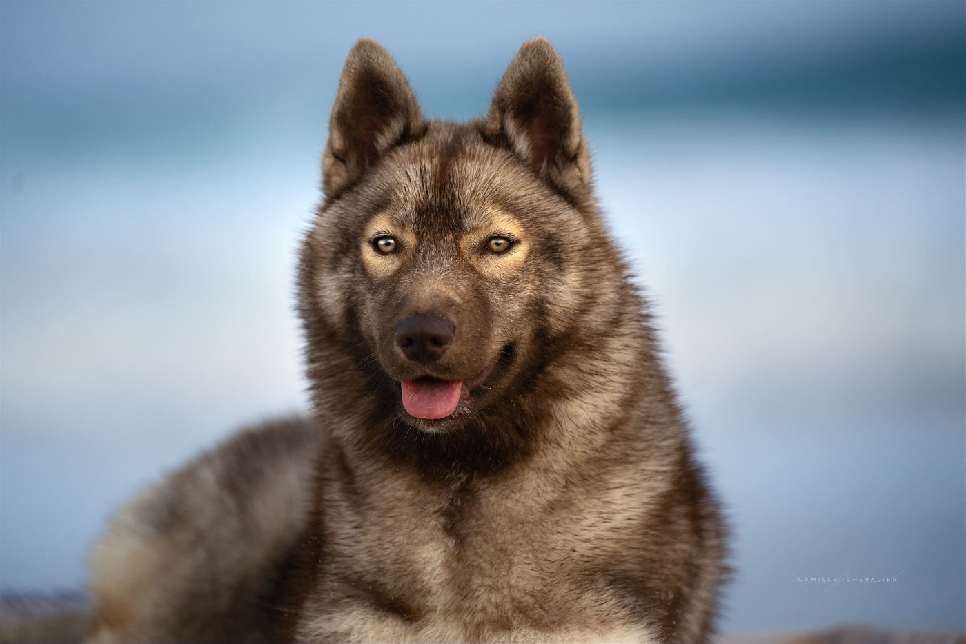 Ti amo Des Flocons Sibériens