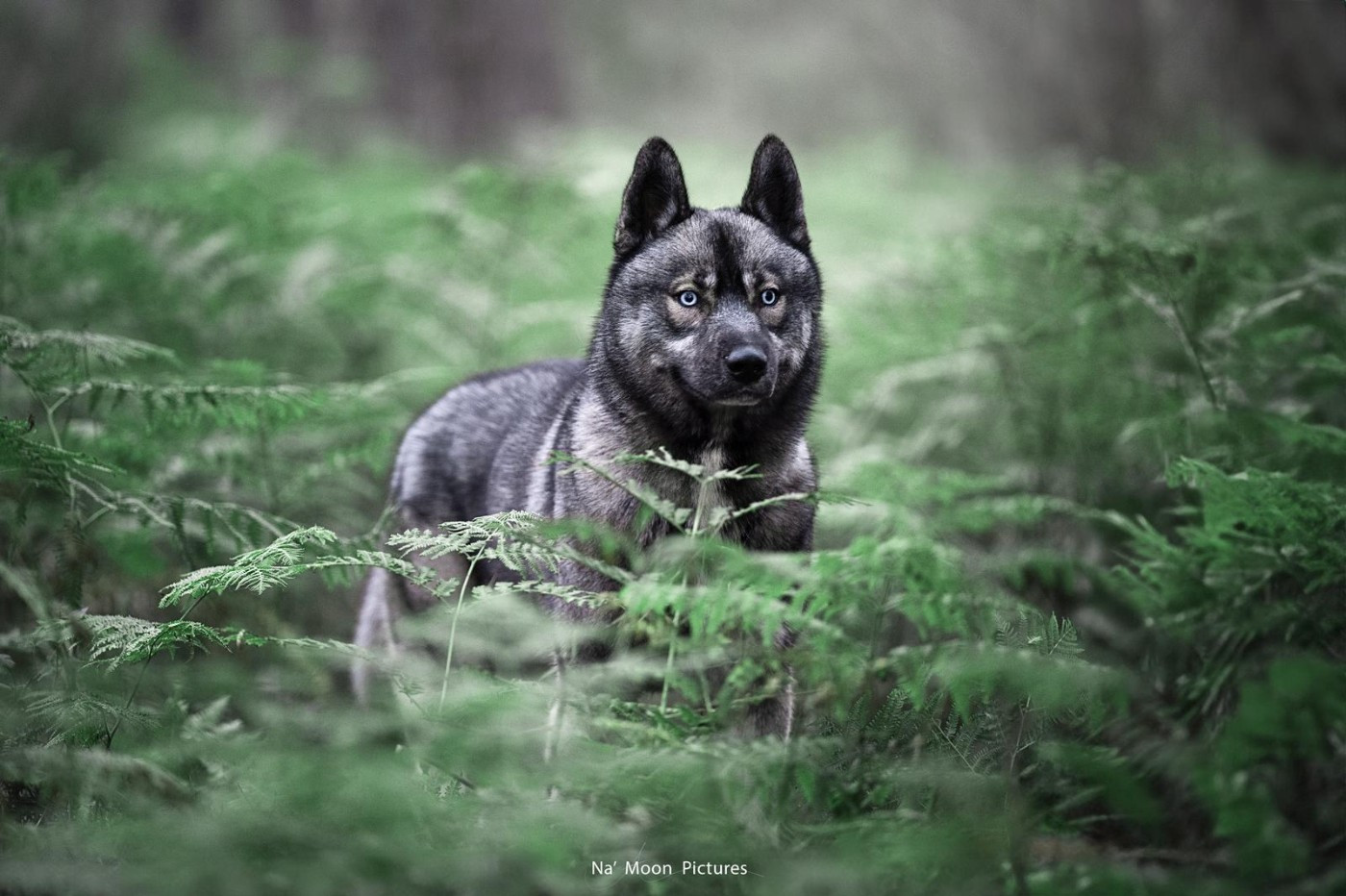 Twilight Des Flocons Sibériens