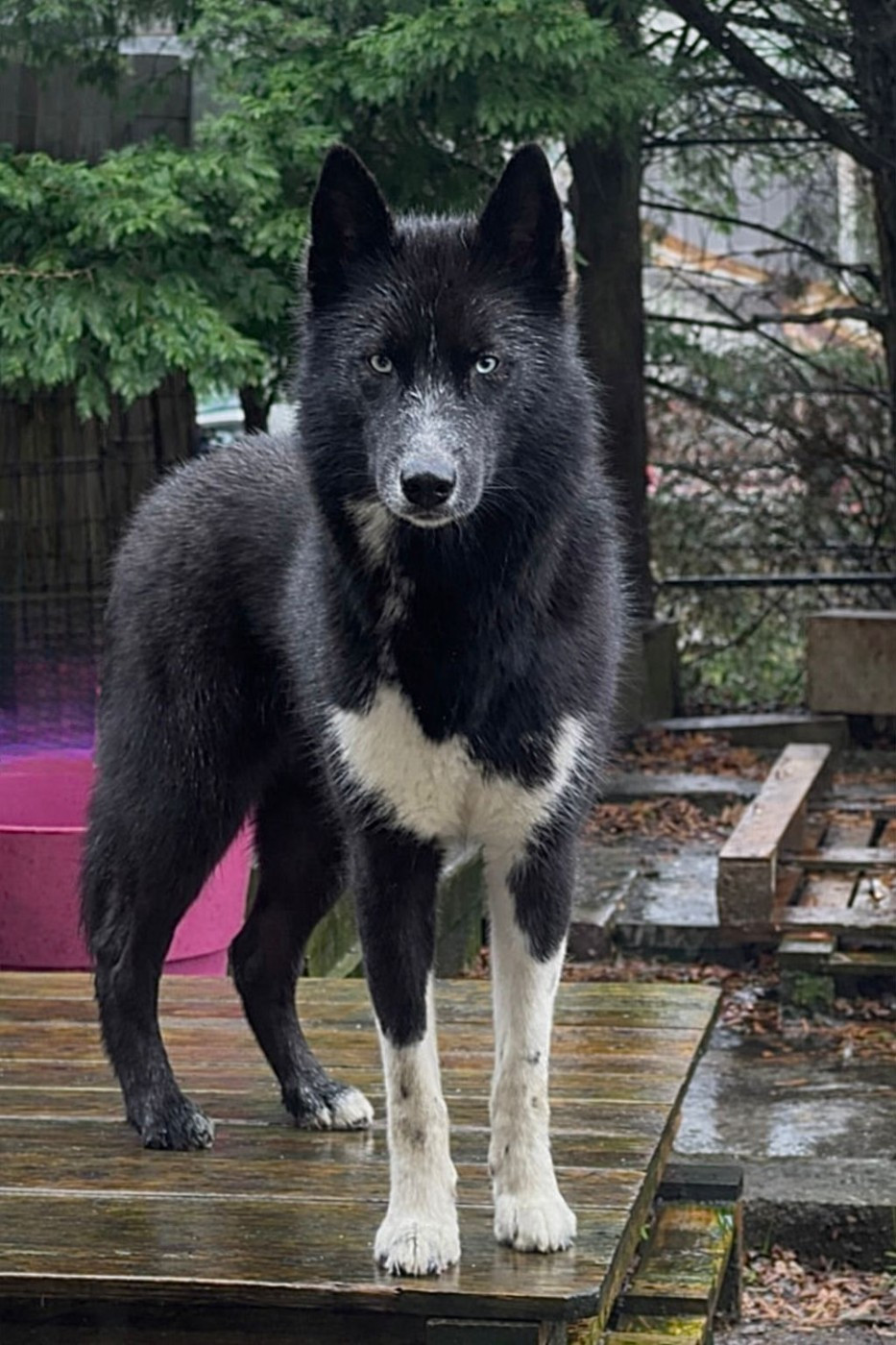 Venom dark de la valse enneigée