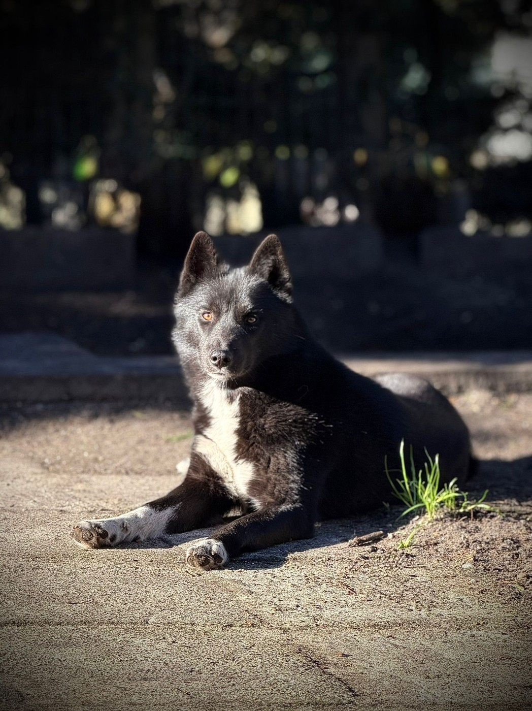 Vijun du royaume de l'or blanc