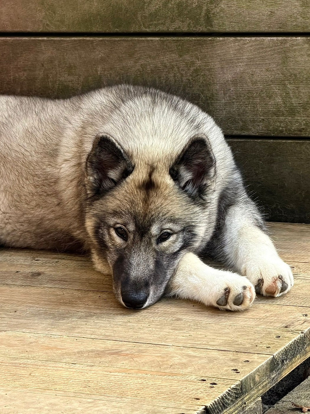 Your angel of light "Kähu" Of The Nordic Empire