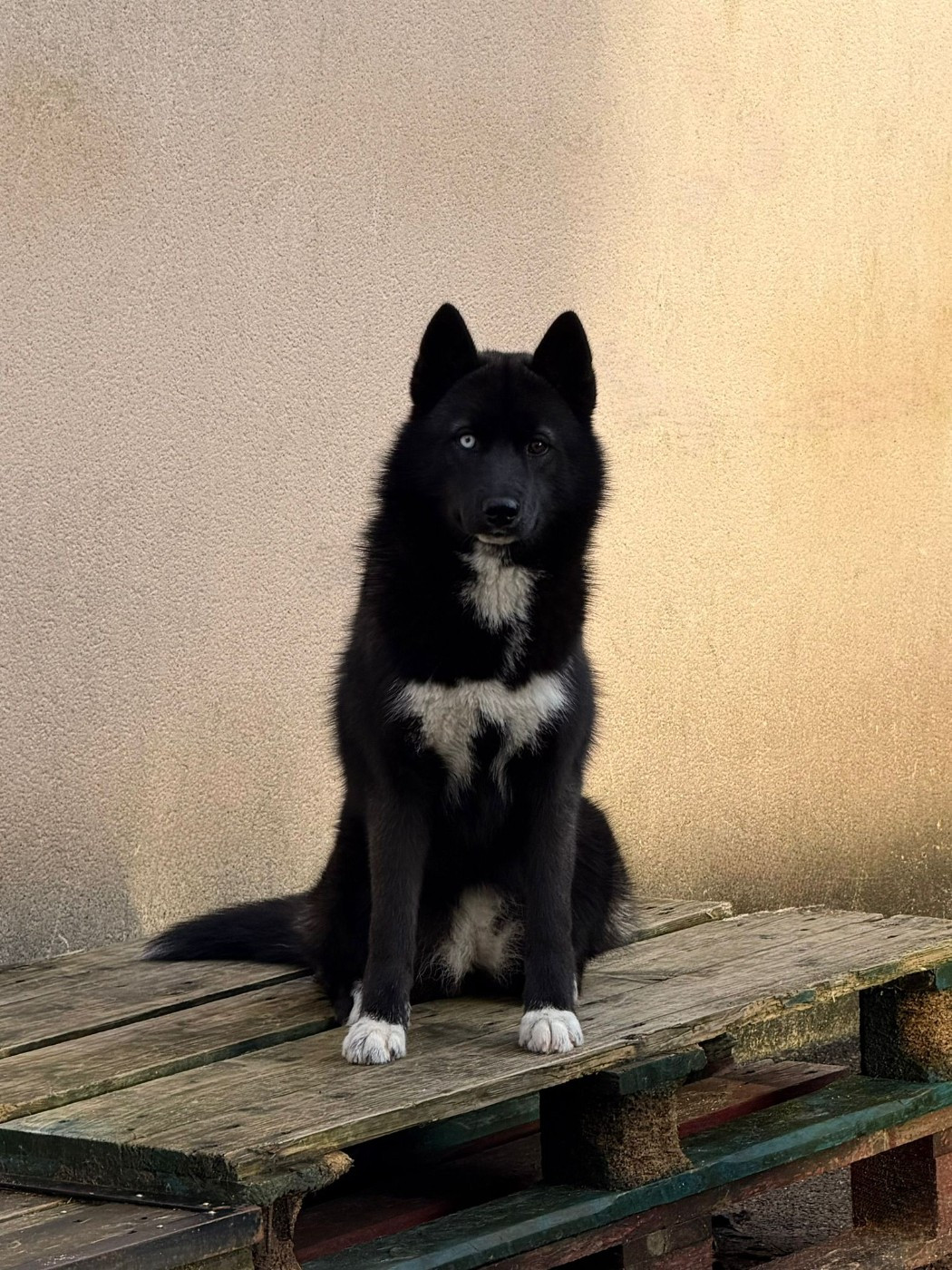 Your gentle Missy star Of The Nordic Empire