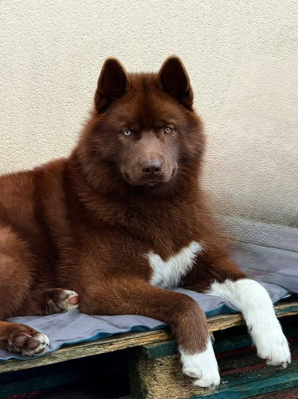 Autumn legend dream de la valse enneigée