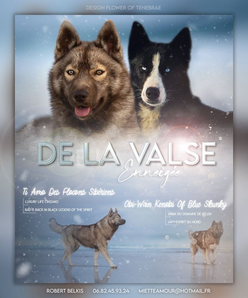 de la valse enneigée - Siberian Husky - Portée née le 17/08/2024