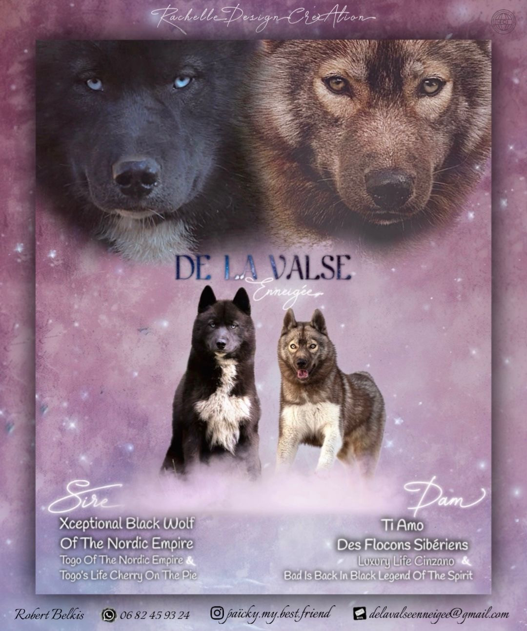 de la valse enneigée - Siberian Husky - Portée née le 23/07/2025