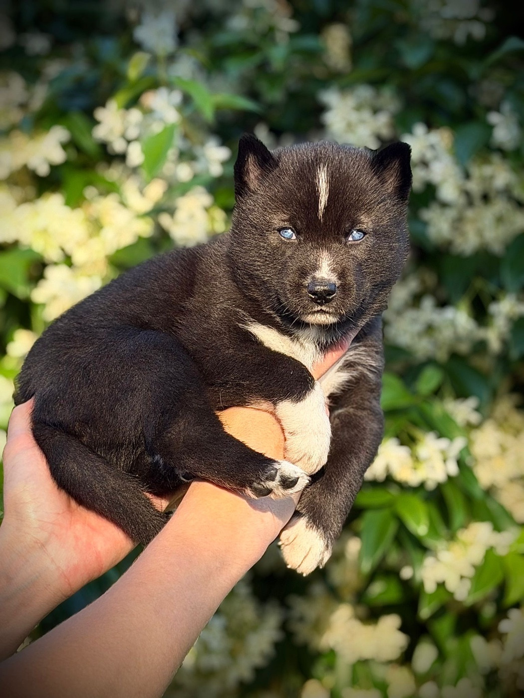 de la valse enneigée - Chiots disponibles - Siberian Husky