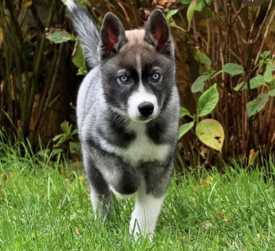 Violette fantastique